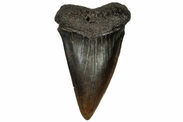 Fossil Broad-Toothed Mako Tooth - South Carolina #313577